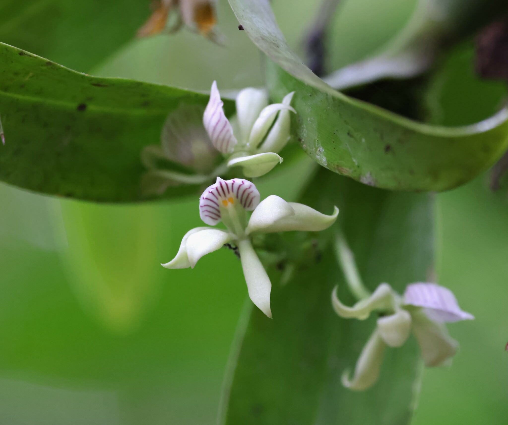 Prosthechea chacaoensis
